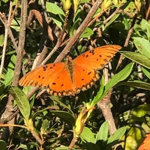 Meet your Posher, Big mac slappy joe 👩‍🦰